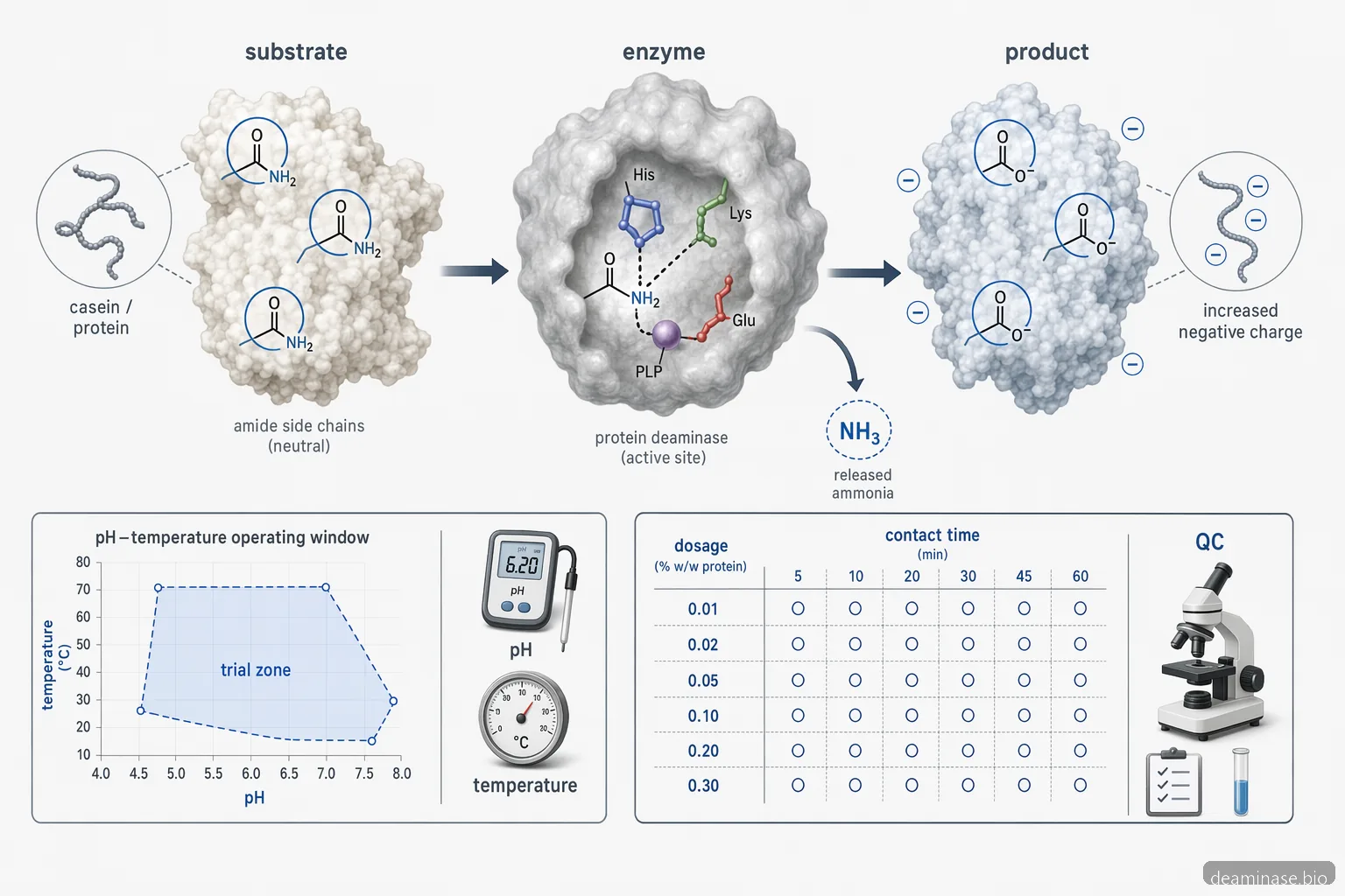 deaminase enzyme for cheese mechanism diagram showing protein substrate, pH-temperature window, and dosing flow