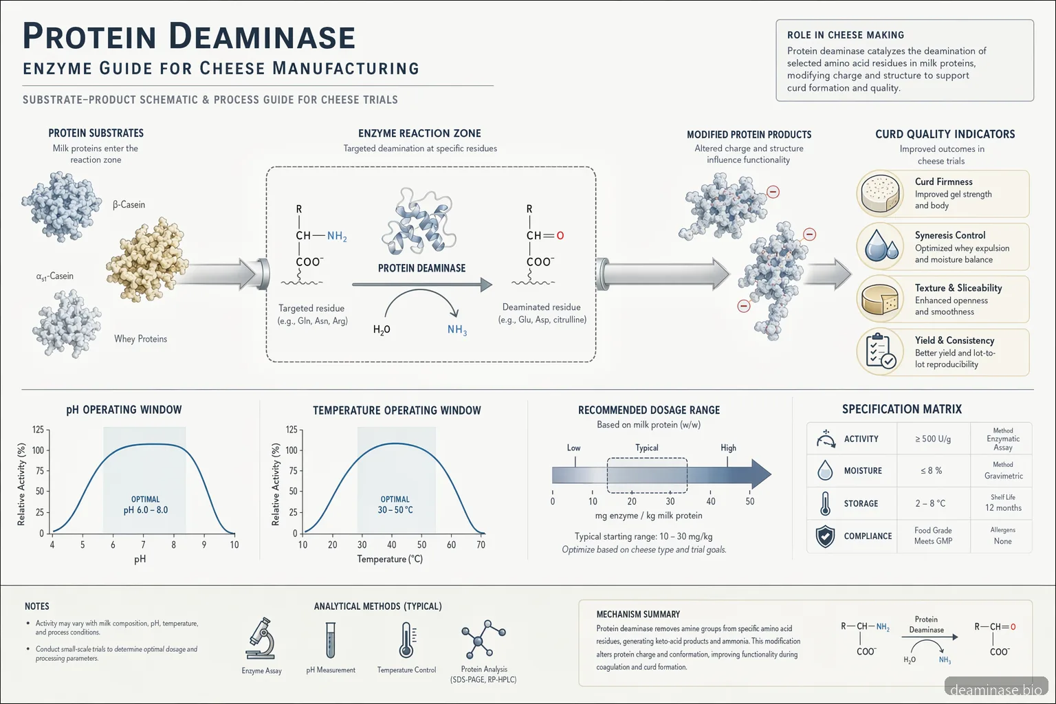 deaminase enzyme supplier for cheese guide, process diagram mapping pH, temperature, dosage and curd quality